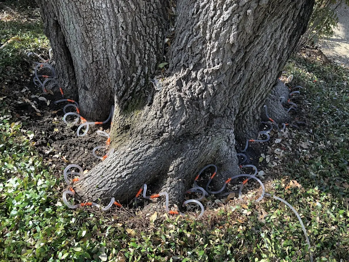 Detailed Tree Cabling and Bracing job site in Kenton
