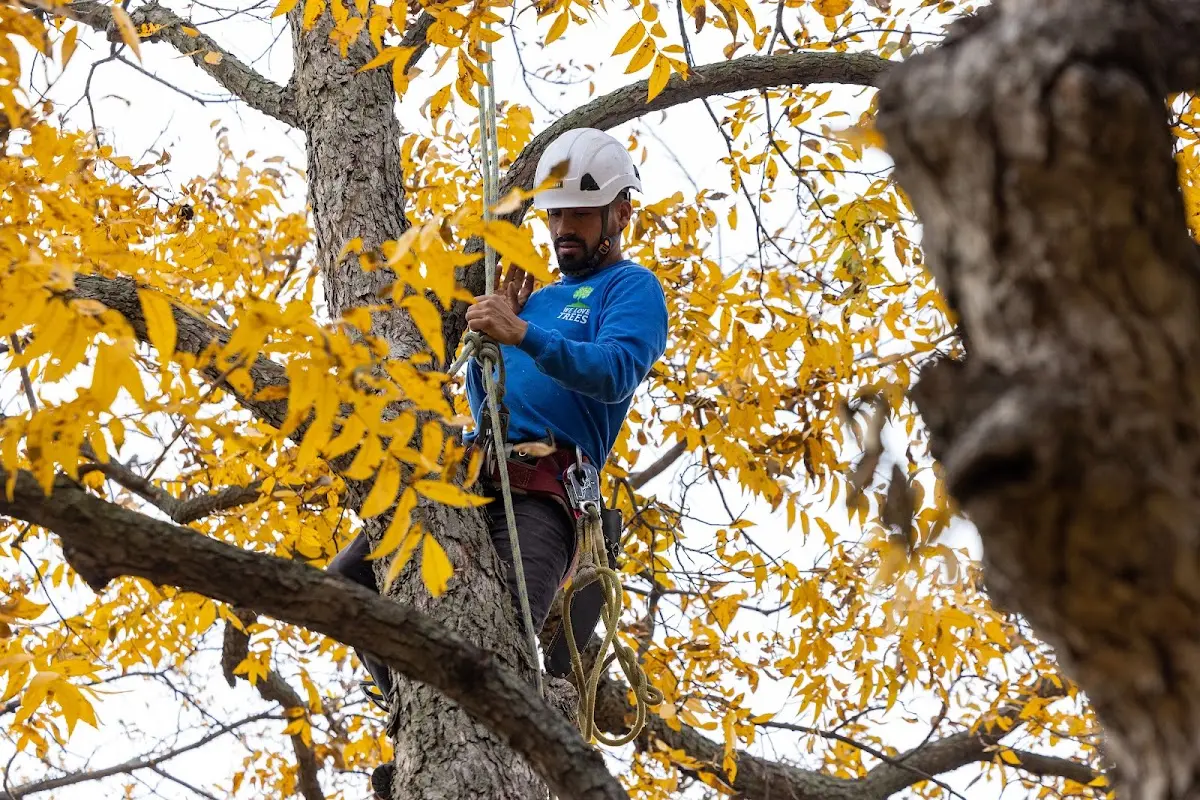 Skilled Tree Planing crew working in Kenton